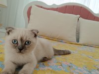 Pamuk kedimi sahiplendiriyorum