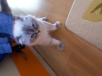 2 yaşında dünya tatlısı scottish fold oğlumuz