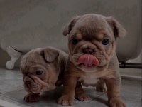 Mükemmel standartlarda french bulldog yavruları