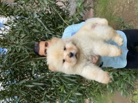 ÜST KALİTE CHOW CHOW YAVRULARIMIZ
