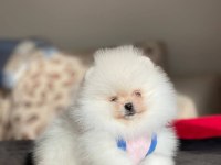 Gerçek Ayı Surat Garantili Pomeranian Yavrular Her Eve Uygun