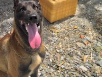 Belçika malinois eğitimli