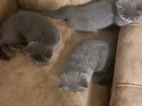 British Shorthair 2 Aylık