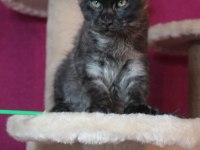 Safkan Ns Maine Coon erkek yavru