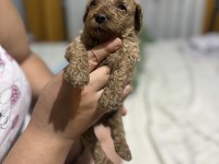 Toy Poodle miniklerim
