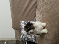 2.5 aylık yorkshire terrier mila