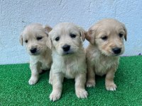 GÜZELLİK TAŞI GOLDEN BEBEKLER