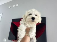 4 Aylık Erkek Maltipoo Yavrum Tam Çiş Eğimli Pede Yapıyor
