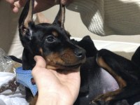 3 aylık yavru doberman