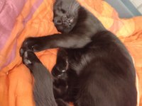DEPREMZEDE VE 1 GÖZÜ KÖR KEDİMİZ