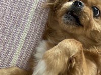 SİVAS/MERKEZ PEKİNEZ KÖPEĞİMİZ (ÜCRETLİDİR)