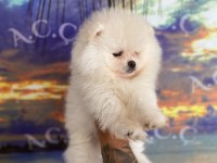 POMERANİAN BOO KÖPEĞİ