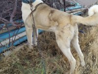 Alabai kırması köpeğimiz