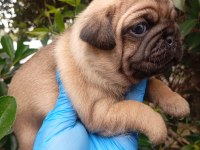 A KALİTE EVSANE PUG MOPS BEBEKLER SIFIR BURUN GÜL KUYRUK