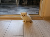 British longhair kedisi
