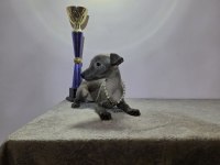 İtalyan tazısı Italian Greyhound Dişi ve erkek yavrular