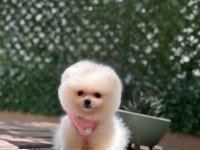 SAĞLIK VE IRK GARANTİLİ POMERANİAN KÖPEĞİ