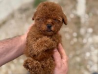 Kore Teacup Poodle Yavrularımız