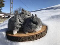 Cüce bebeklerimiz (chinchilla)