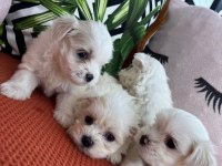 Kar Beyazı Terrier Yavrularımız