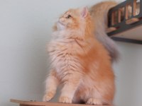 British longhair safkan dişi