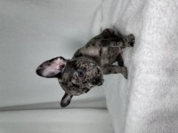 MAVİ GÖZ FRENCH BULLDOG YAVRULAR