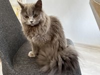 8 Aylık British longhair yavru