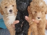 Aileden uygun yavru canlar toy poodle
