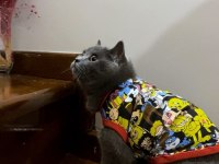 British shorthair 1,5 yaşında dişi kedimiz