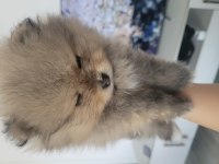 45 günlük saf pomeranian anne ve babası bizim yavrumuz