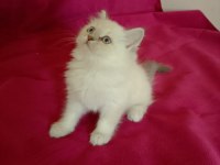 Tatlı kızımız british longhair