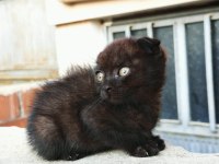 Black Scottish Fold