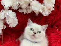İki aylık british shorthair yavrular yeni yuvalarını arıyor