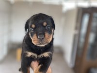 Erkek ve dişi rottweiler yavrular