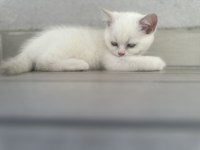 Blue point puanlı british shorthair