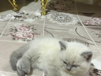 BRİTİSH SHORTHAİR GRİ VE BEYAZ YAVRU (DİŞİ)