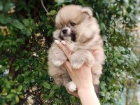 Pomeranian spitz yavruları