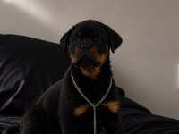 Üst Düzey Champion Rottweiler Yavrular