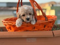 Erkek 0 numara maltipoo yavrumuz