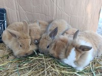 Fluffy dwarfs özel pofuduk cüce tavşanlarımız