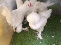 3 aylık 3,5 aylık civarında osmanlı sultan yavruları