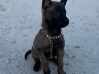 3 Dişi Belçika Malinois