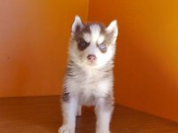 HUSKY SİBİRYA YAVRULARI