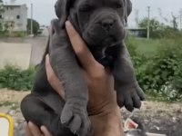 Cane Corso Sağlıklı Yavrular