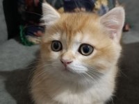 Orjinal safkan british shorthair yavrular