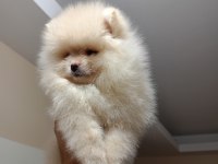 3 aylık erkek üst kalite pomeranian boo