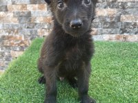 Bomba Köpeği Yavruları Belçika Malinoislerim