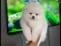 Kartopu Pomeranian Dişi Yavrumuz