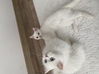 GÜZEL BRİTİSH KIZIMIZA YENİ YUVA ARIYORUZ