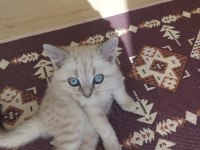 2.5 Aylık British Shorthair Lynx Point